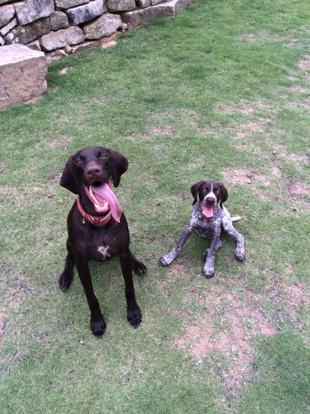 /Images/uploads/Southeast German Shorthaired Pointer Rescue/segspcalendarcontest2018/entries/8763thumb.jpg